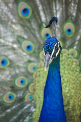 Peacock Presenting 9