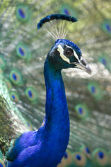 Peacock Presenting 11