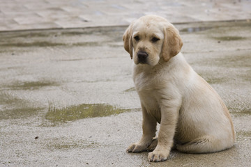 jeune labrador