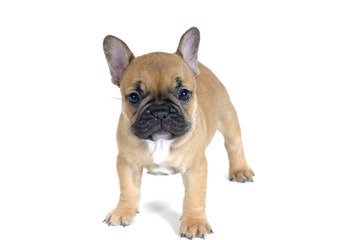 Obraz premium bouledogue 2