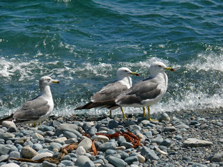 Slaty-backed Gulls 9