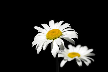 Two ox-eye daisy