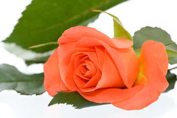 orange rose with leaves on white background