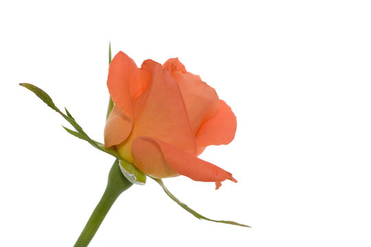 orange rose - isolated on white - copy space at right side