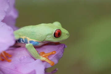 Red Eyed Tree Frog