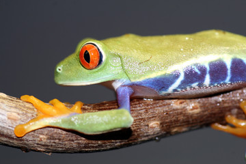 Red Eyed Tree Frog
