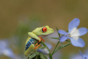 Red Eyed Tree Frog