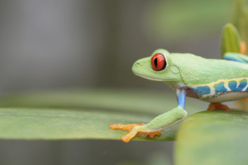 Red Eyed Tree Frog