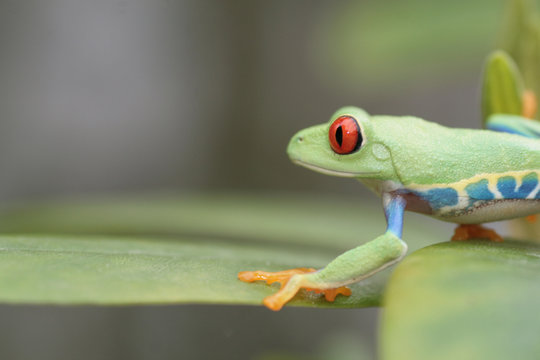 Red Eyed Tree Frog © Taboga