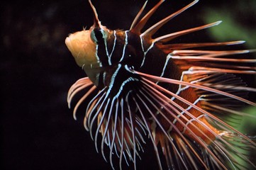 Feuerfisch seitlich
