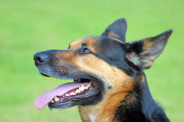 Alsation German Shepherd Cross