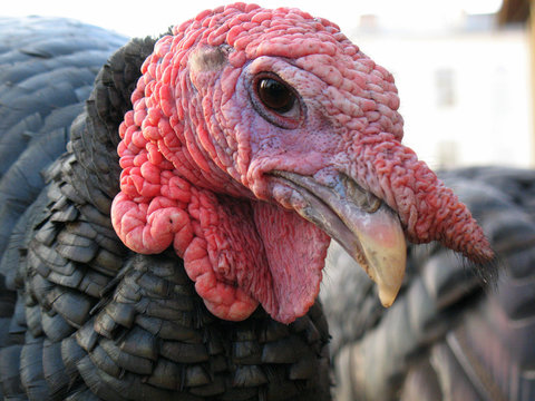 portreit of turkey cock