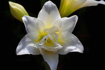 Close Up Shot Of A White Flower