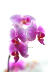 Obraz na płótnie Canvas Pink Orchid Flower