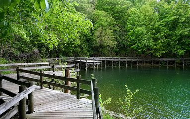 Winding board walk through woods in a deep forest