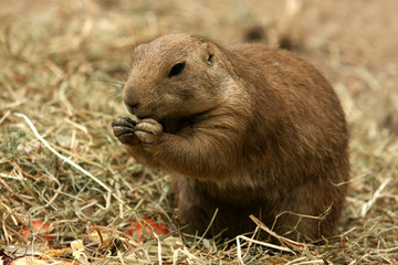 Erdhörnchen