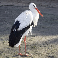 white stork