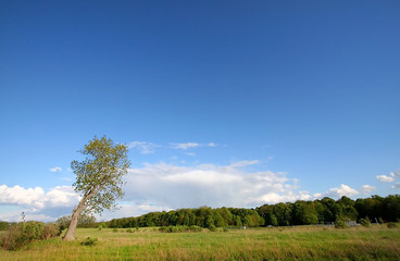 Fototapeta na wymiar Single Tall Tree