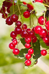 red currant