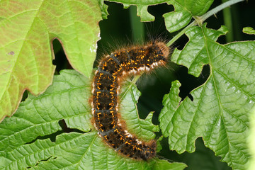 Raupe