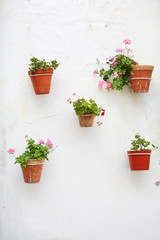 Fototapeta na wymiar Five flowerpots on the white wall