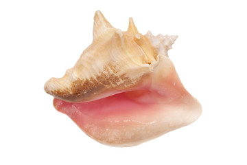 Conch shell isolated on white