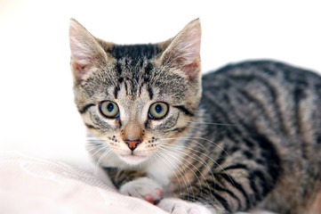 Fototapeta premium Cat playing