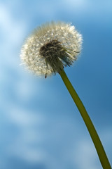 Dandelion on a background of the dark blue sky