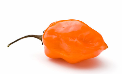 Orange Habanero Hot Chili Pepper