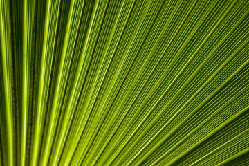 Palmenblatt, Detail, Arecaceae spec., Chile