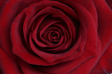 macro of the center of a rose