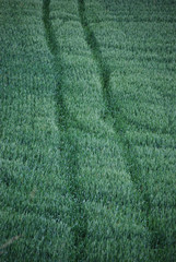 Weg durchs Getreidefeld