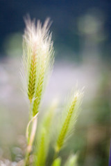 bright green wheat backlight sun