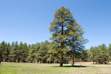 Pine trees in the forest