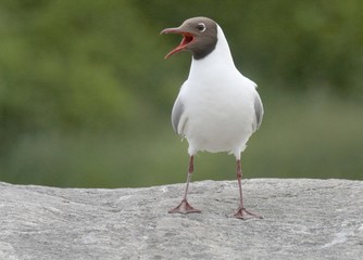 Black-headed Gull. 