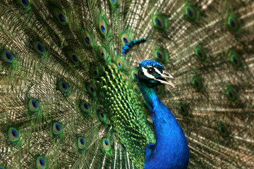 Fototapeta premium Pfau