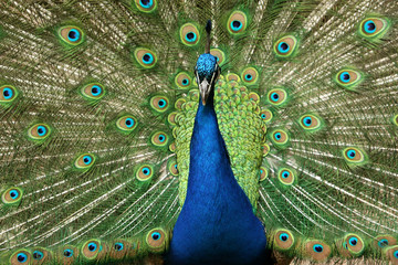 Obraz premium Pfau