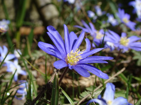 Lila Fr&uuml;hlingsblume