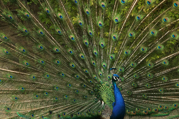 Naklejka premium Pfau