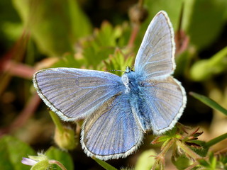 Papillon Azuré commun