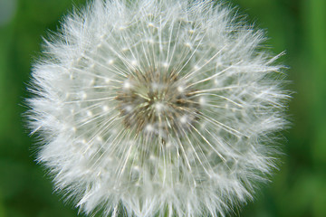 Pusteblume