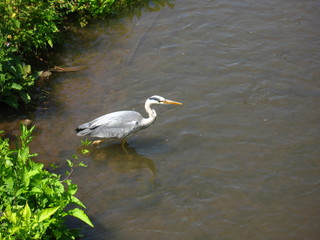 Fischreiher
