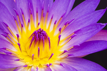 water lily closeup