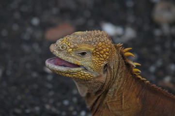 Hungriger Land-Leguan