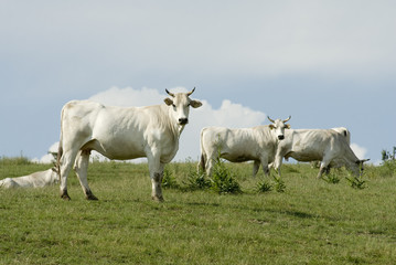 Cows out to pasture