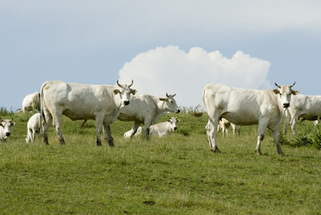 Naklejka na ściany i meble cows out to pasture