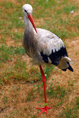 Standing stork