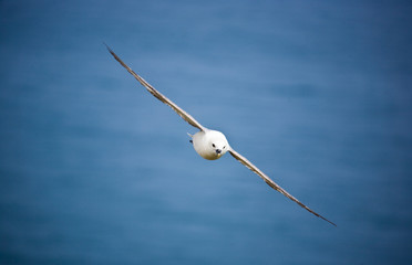 fulmar boréal 2