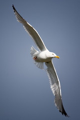 mouette 27