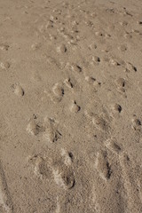 Footprints in the sand